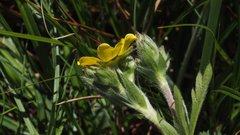 Potentilla gracilis fastigiata