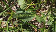 Potentilla gracilis fastigiata
