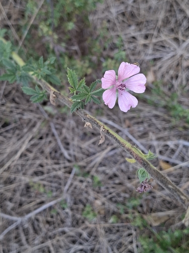 Hemp-leaved Mallow