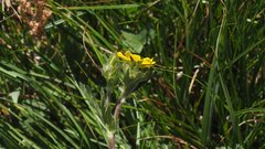 Potentilla gracilis fastigiata