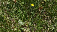 Potentilla gracilis fastigiata