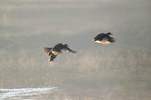 iNaturalist image