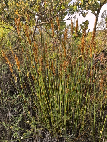 Elegia equisetacea