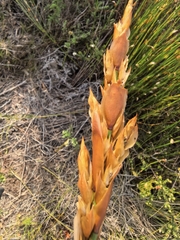 Elegia equisetacea, photograph author not stated, no rights reserved