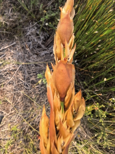 Elegia equisetacea, photograph 3