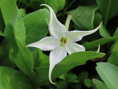 Jaborosa integrifolia, photograph 2