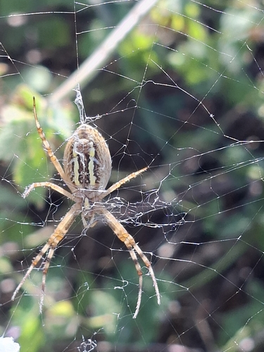 Wasp Spider