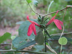 Justicia brasiliana, photograph (c) Nicolas Olejnik, some rights reserved (CC BY)