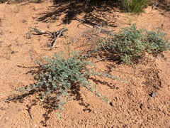 Dalea lanata terminalis