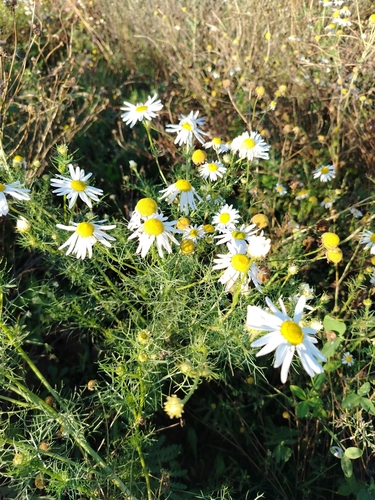 scentless mayweed