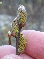 Salix repens