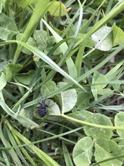 Otiorhynchus gemmatus