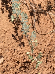 Dalea lanata terminalis