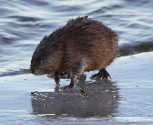 Ondatra zibethicus