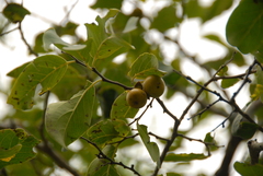 Diospyros montana