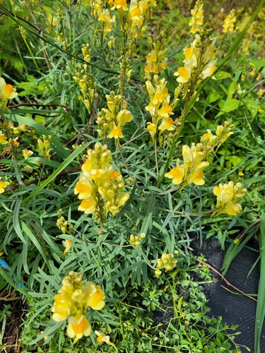 common toadflax