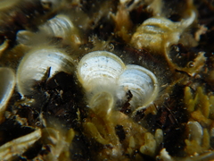 Padina pavonica