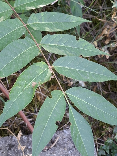 tree-of-heaven