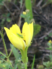 Conocephalus strictus