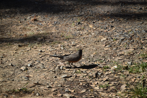iNaturalist observation photo of American Robin