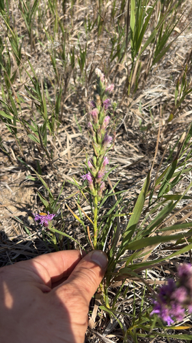 dotted gayfeather