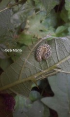 Dircenna kolijkensis