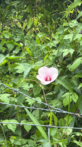 Halberd-leaf Rosemallow