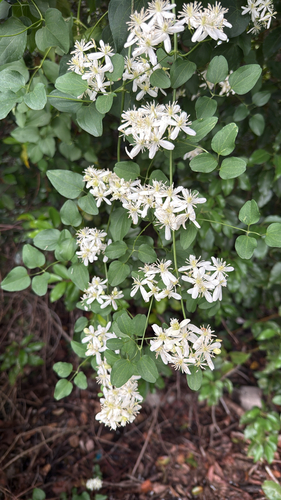 autumn clematis