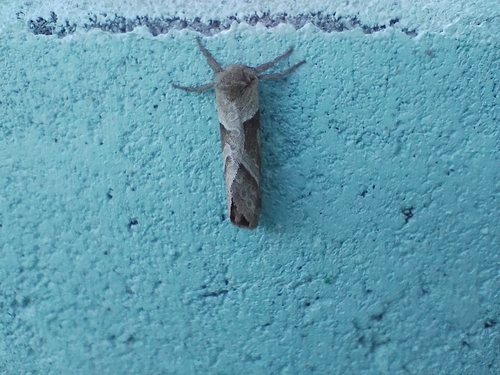Orange Swift