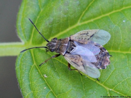 Žilinė Dirvablakė nuotrauka