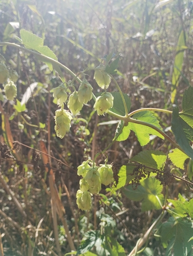 common hops