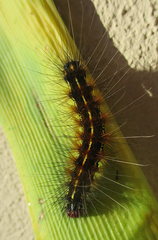 Leucaloa eugraphica