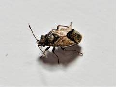 Nysius huttoni