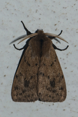 Spilosoma strigatula