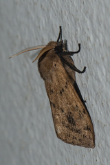 Spilosoma strigatula