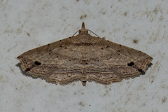 Hypenagonia