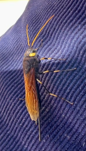 iNaturalist observation photo of California Horntail