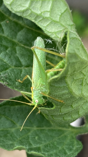 Oak Bush-cricket