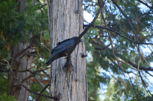 iNaturalist observation photo of Common Raven