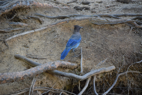 iNaturalist observation photo of Steller's Jay