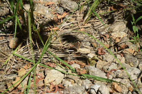 iNaturalist observation photo of Gray Buckeye