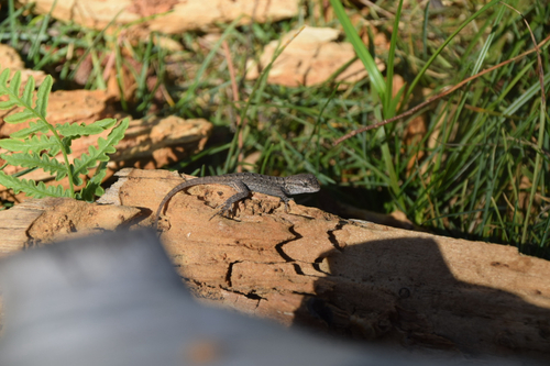 iNaturalist observation photo of Sceloporine Lizards