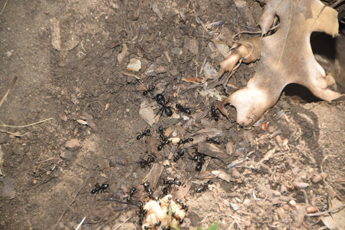 iNaturalist observation photo of Ants