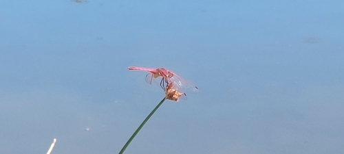Violet Dropwing