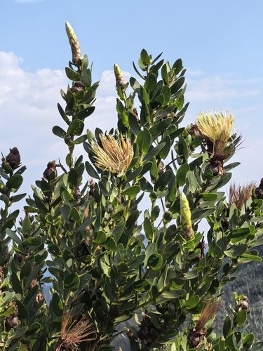 Protea aurea, photograph 3