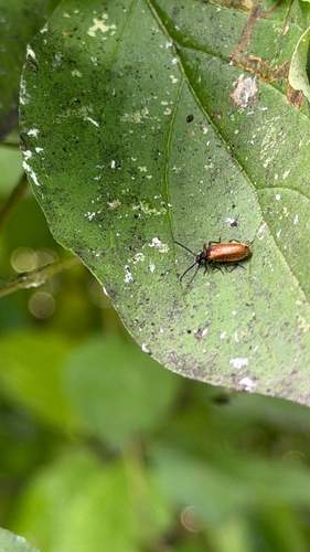 Rough-haired Lagria Beetle