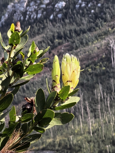 Protea aurea, photograph 4