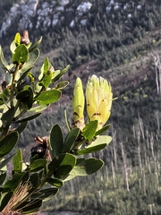 Protea aurea, photograph author not stated, no rights reserved