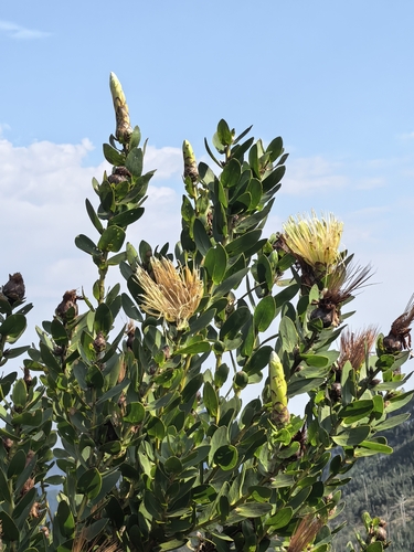 Protea aurea, photograph 5