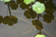 Hydrocotyle ranunculoides